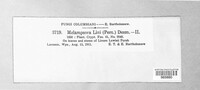 Melampsora lini image